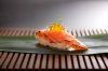 Restaurant Yashin Sushi foto 1